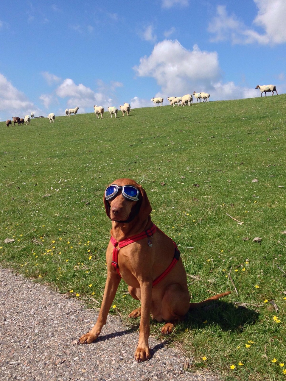 Hund sitzt mit Sonnenbrille auf einer Weide im Hintergrund grast eine Gruppe Schafe