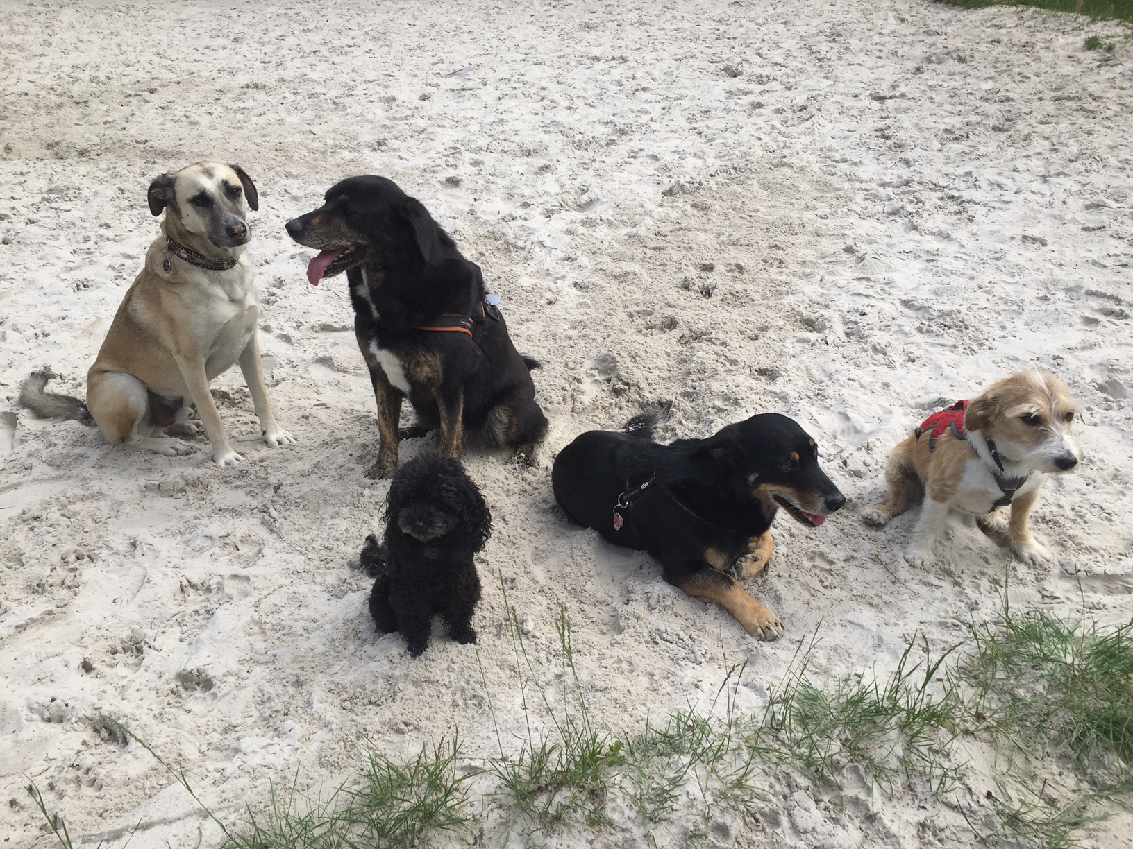 Fünf Hunde im Sand