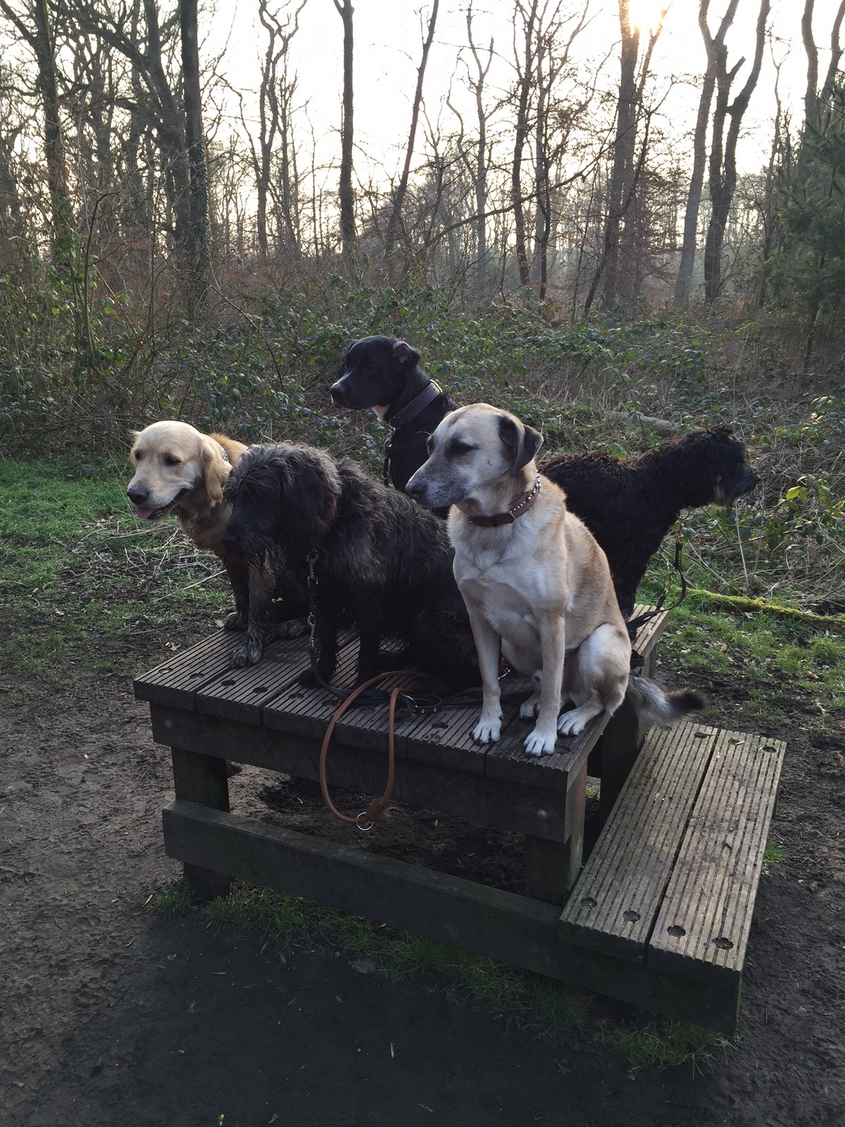 5 Hunde sitzen auf einem Podest im Wald