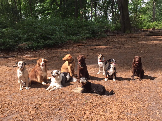 9 Hunde sitzen beziehungsweise liegen bei wunderschönem Wetter auf einer Waldlichtung